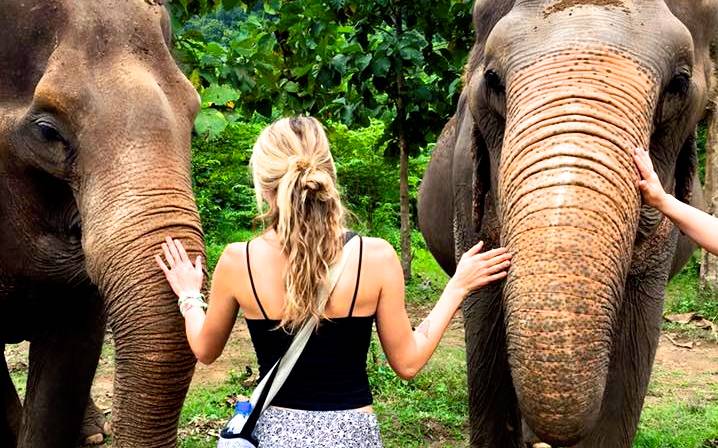 Blonde girl touching two elephants