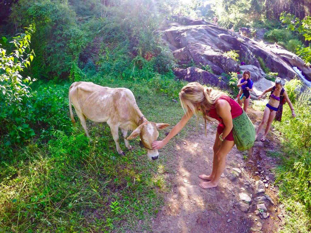 Blonde girl petting a cow next to a waterfall in Thailand  